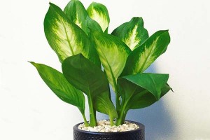 Trồng cây phong thủy trong nhà theo tuổi